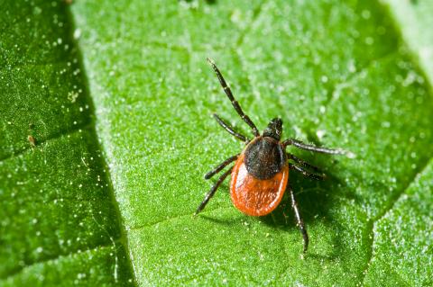 tick-on-leaf