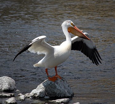 Pelican