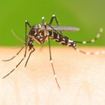 icon_mosquito